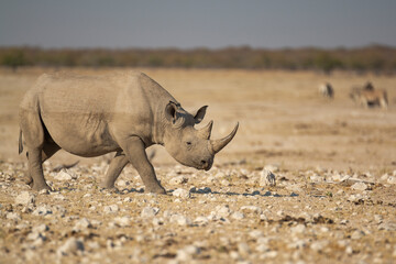 Rinoceronte in sout africa , Botswana