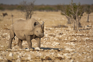 Fototapeta premium Rinoceronte in sout africa , Botswana