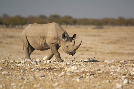 Rinoceronte in sout africa , Botswana