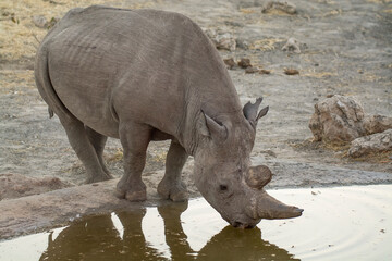 Rinoceronte in sout africa , Botswana
