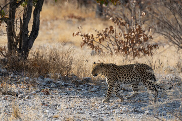 Leopard in BWA