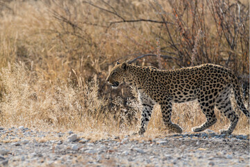 Leopard in BWA