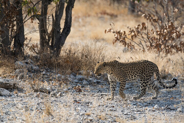 Leopard in BWA