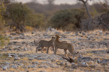 Leopard in BWA