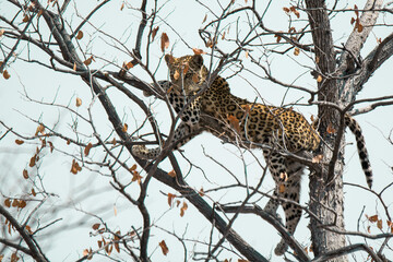 Leopard in BWA