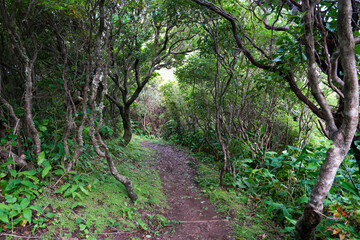 Primärwald auf der Insel Faial