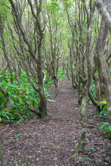 Primärwald auf der Insel Faial