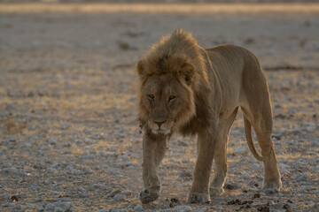 Lions in BWA