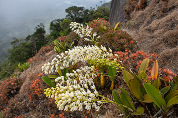 King orchids (Dendrobium speciosum) on Kahlpahlim Rock in Dinden National Park, far north Queensland, Australia