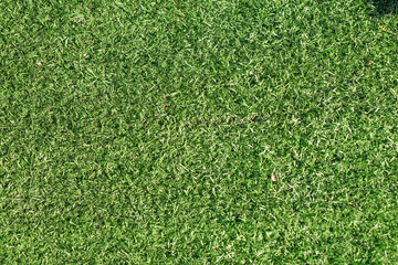 Obraz premium Green grass nature spring texture.