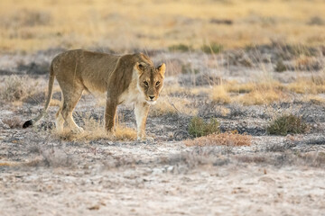 Lions in BWA