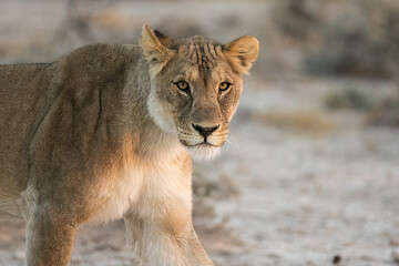 Fototapeta premium Lions in BWA