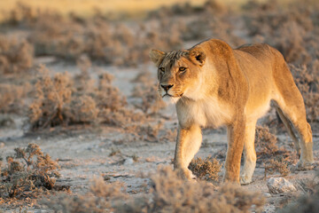 Lions in BWA