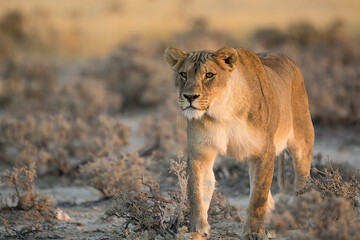 Lions in BWA