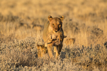 Lions in BWA