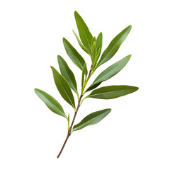 Fresh tea tree leaves with small pointed tips isolated on a transparent background