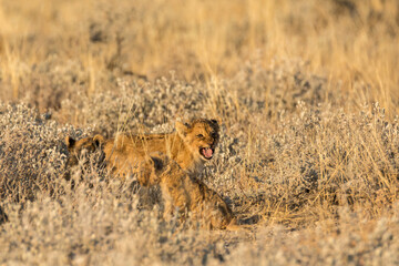Lions in BWA