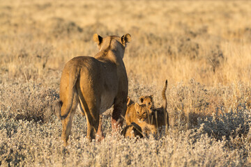Lions in BWA