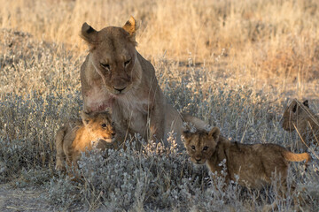 Naklejka premium Lions in BWA