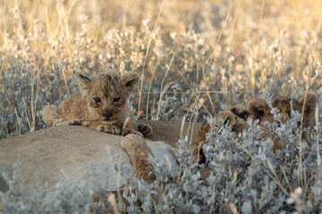 Lions in BWA