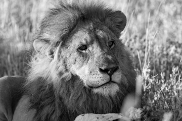 Lions in BWA