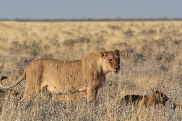 Lions in BWA