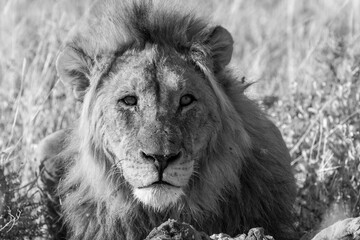 Lions in BWA