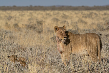Lions in BWA