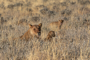 Lions in BWA
