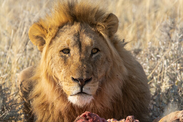 Lions