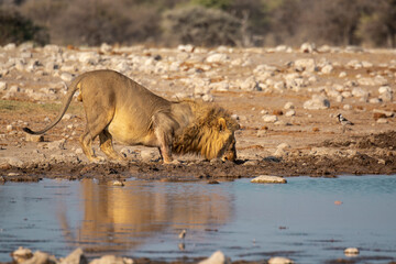 Lions