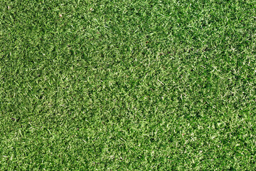 Fototapeta premium Green grass nature spring texture.