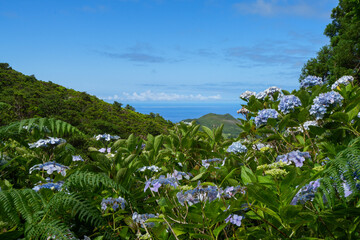 Bl&uuml;hende Landschaft auf einer Insel der Azoren