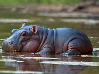 Fototapeta premium hippo in the water