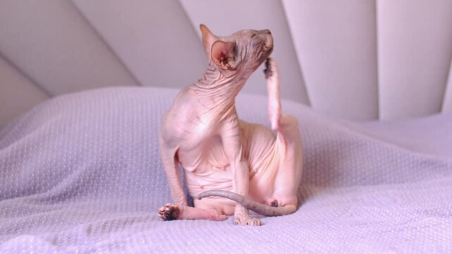 A bald sphinx cat scratches itself with its paw. A hairless cat sits on a bed and scratches its body.