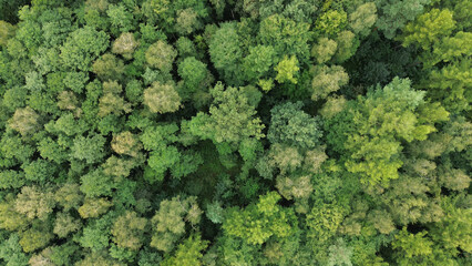 Aerial view of dense green forest
