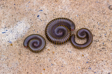 Millipede,Millipedes are a group of arthropods
