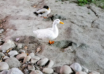 duck on the beach