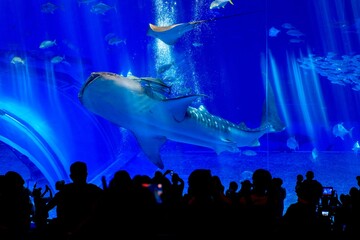 沖縄県、美ら海水族館の黒潮の海水槽を泳ぐジンベイザメ
