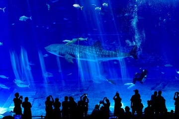 沖縄県、美ら海水族館の黒潮の海水槽を泳ぐジンベイザメ
