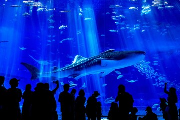 沖縄県、美ら海水族館の黒潮の海水槽を泳ぐジンベイザメ