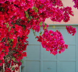 red flowers in a garden