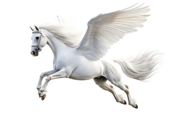 Realistic Illustration of white pegasus horse, phantasy animal isolated on white background 