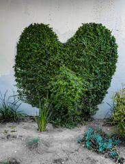 Heart, if green