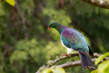 Shiny glossy new zealand pigeon Kereru (Kererū) drinks water from little fountain in Christchurch Botanic Gardens, Canterbury. Iconic native birds in New Zealand