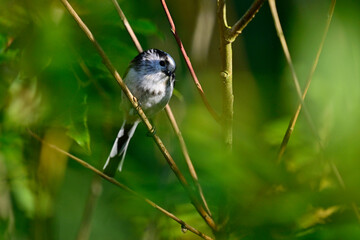 Schwanzmeise // Long-tailed tit (Aegithalos caudatus)