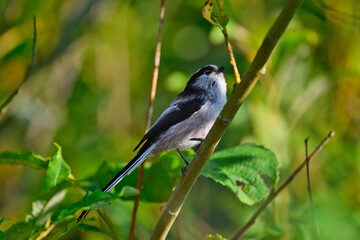 Long-tailed tit // Schwanzmeise (Aegithalos caudatus)