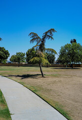 trees in the park