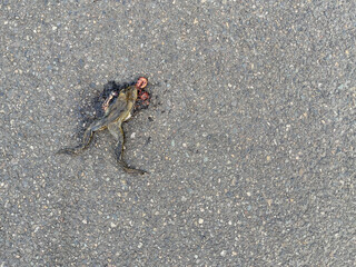 Dead frog on the asphalt, hit by car