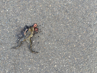 Dead frog on the asphalt, hit by car